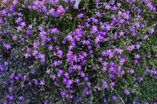 Very small beautiful invasive purple flowers in Beja, Portugal.