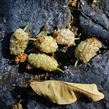 White mulberry fruits against a dark blue stone background. Morus alba, white mulberry. Beja, Portugal.