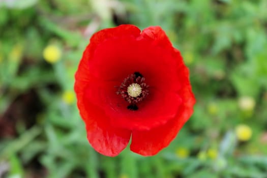 Red poppy flower on a green background. Close up of pistils and anthers inside the flower. Beja, Portugal.