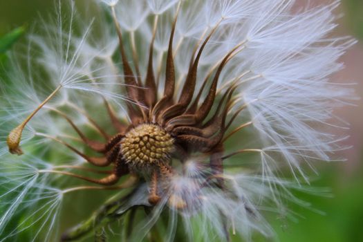 Dandelion with missing seeds blown by the wind. Beja, Portugal.