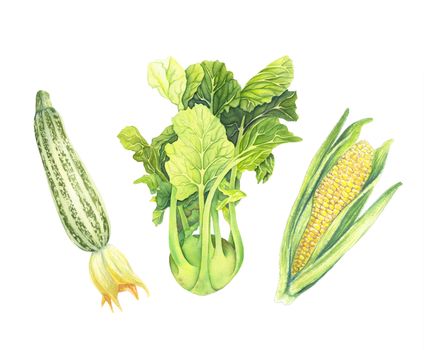 Set of fresh green vegetables isolated on white background. Zucchini, Cabbage kohlrabi, Corncob with leaf. Hand-drawn Watercolor illustration. Realistic art. Botanical painting.
