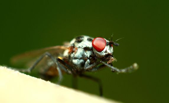 Fly with red eyes, small insect macro. The common green bottle fly is a blowfly found in most areas of the world. High quality photo