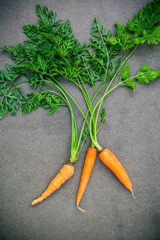 Fresh carrots bunch on wooden table. Raw fresh carrots with tails. Fresh organic carrots with leaves. Bunch of fresh carrots with green leaves on wooden background.