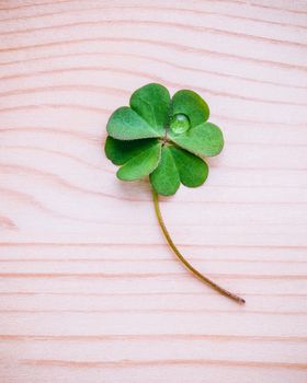 Clover leaves on shabby wooden background. The symbolic of Four Leaf Clover the first is for faith, the second is for hope, the third is for love, and the fourth is for luck.