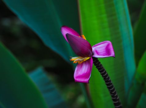 pink lotus flower in the pond water.
