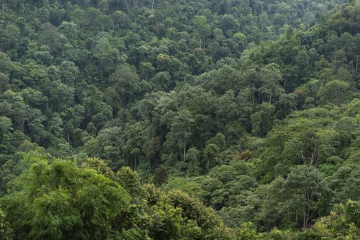 evergreen conifers shrouded in mist and rain in a scenic landscape view.