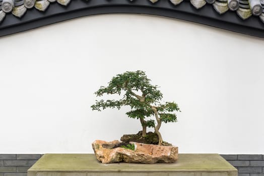 Bonsai tree on a table against white wall in BaiHuaTan public park, Chengdu, China