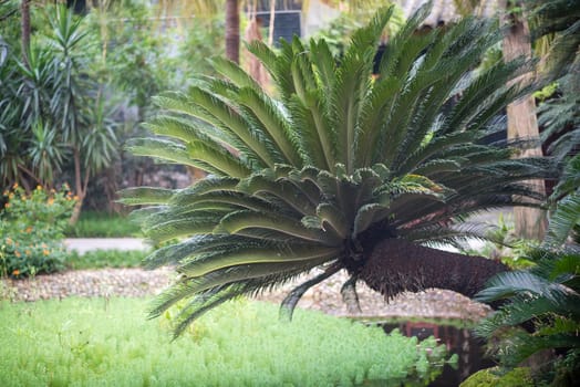 Palm tree above above a water stream in Baihuatan public park, Chengdu