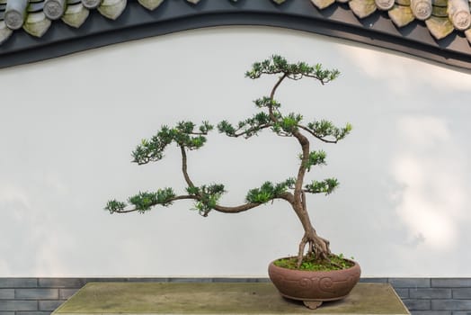 Bonsai tree on a table against white wall in BaiHuaTan public park, Chengdu, China