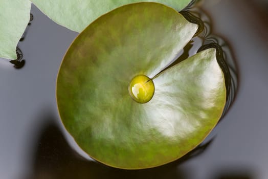 Water drop on a lotus leaf in a pond in China