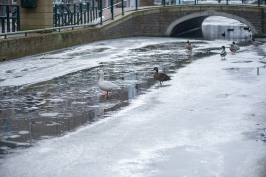 Ducks on ice on a frozen canal in Gouda, Netherlands