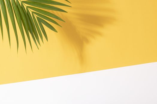 Green tropical palm leaves on yellow background with sunlight. Minimal summer creative flat lay.