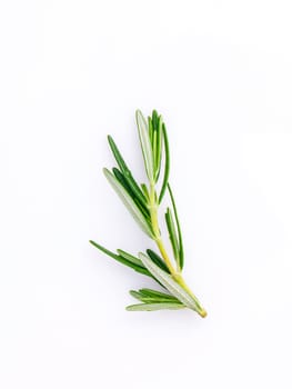 Branch of fresh rosemary  isolated on white background.