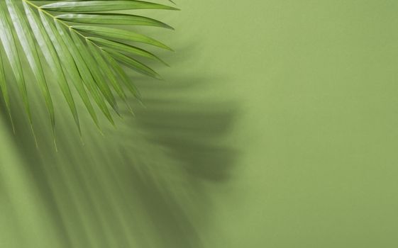 Green tropical palm leaves on green background with sunlight. Minimal summer creative flat lay.