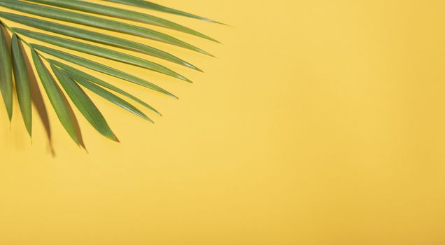 Green tropical palm leaves on yellow background with sunlight. Minimal summer creative flat lay.