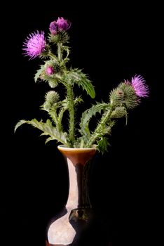 Thistle flowers in a vase isolated on black background