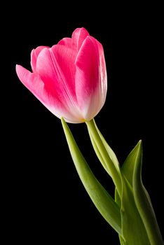 Closeup of a red common tulip on white background