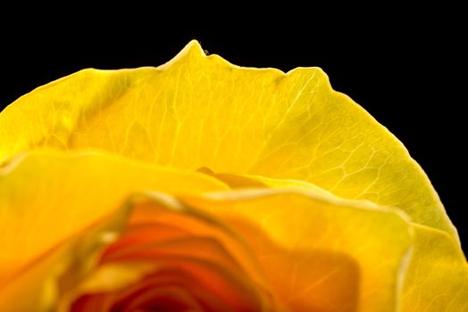 Macro of the petals of a fresh yellow rose