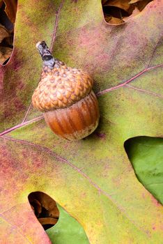 Macro of acorn on colorful autumn leaf