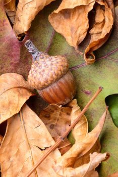 Macro of acorn on colorful autumn leaf