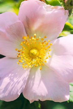 A nice pink briar rose under the warm spring sun