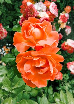 Orange roses in a garden, under the soft spring sun