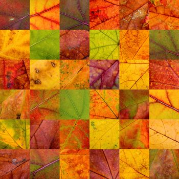 A warm patchwork of thirty six autumn leaves