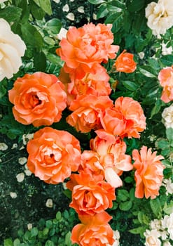 Orange roses in a garden, under the soft spring sun