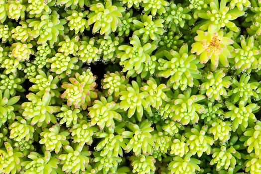 A variety of Stonecrop or Crassula, a nice succulent plant