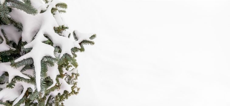 Closeup detail of frozen snow on a fir branch during the cold winter at sunset