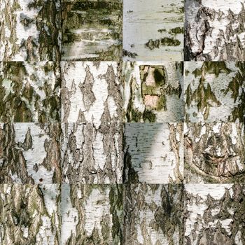 4 x 4 square mosaic of birch tree bark texture