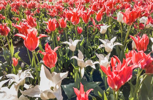 Red and white tulips flowers under the soft spring sun in Kiev, Ukraine