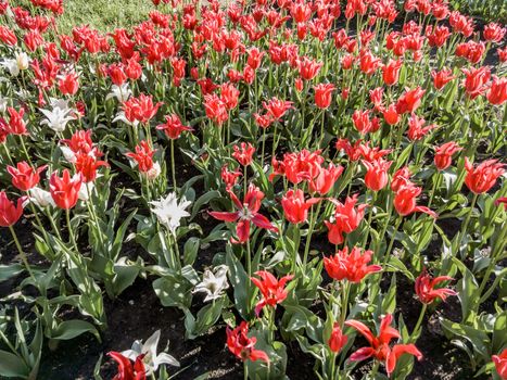 Red and white tulips flowers under the soft spring sun in Kiev, Ukraine