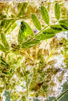 Various plants from the meadow, put in carbonated water with bubbles