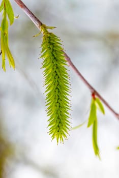 Macro of female willow flower on a tree branch in spring