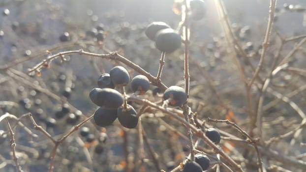 Closeup view of Black mountain ash berries: A selective focus view