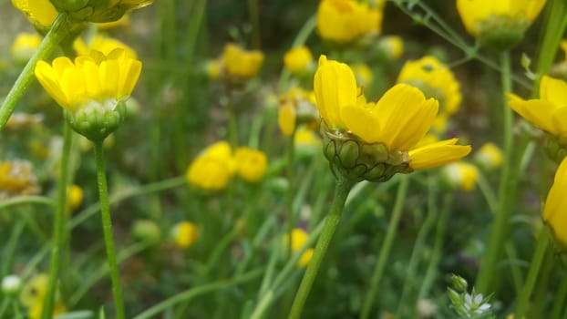 Closeup view of lovely yellow flower against a green leaves blurred background. This flower is found in South Korea.