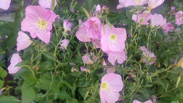 Close up view of several pink flowers with pink petals in spring season. A flower background for text and love messages