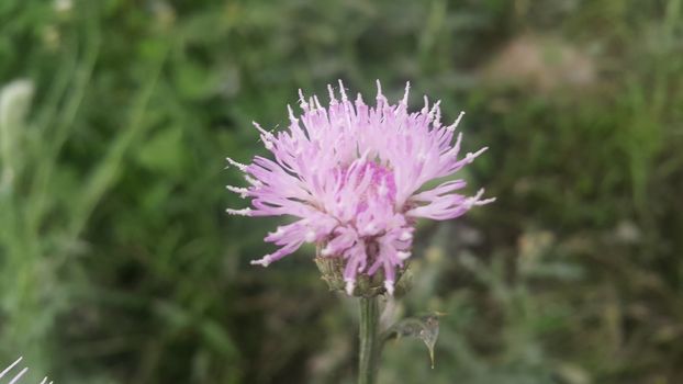 Perennial thistle plant with spine tipped triangular leaves and purple flower heads surrounded by spiny bracts. Cirsium verutum thistle also known as Cirsium involucratum.