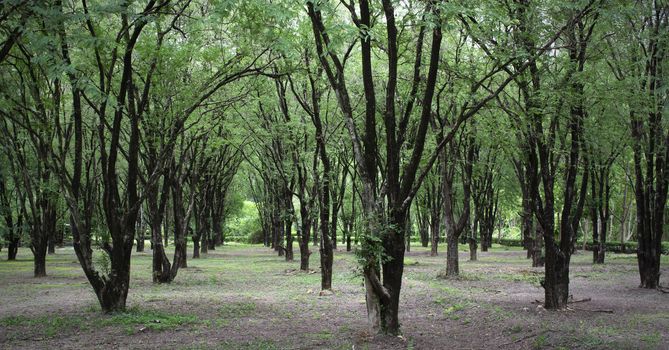 Forestry plantations increase green space to save the world from green house effect.