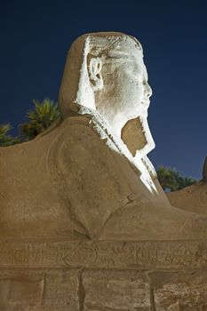 Statue at avenue of sphinxes in ancient egyptian Luxor Temple lit up during night