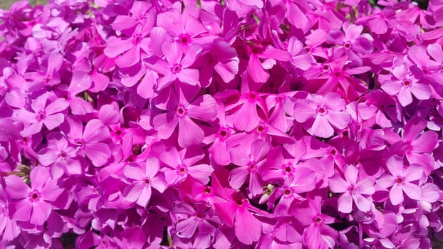 Close up view of several pink flowers with pink petals in spring season. A flower background for text and love messages