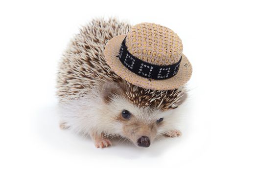 A little hedgehog wearing small hat on white background.