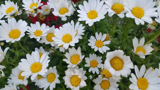 Closeup with selective focus on white flower with stamens and green leaves in background