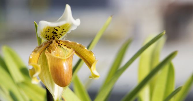 Closeup of yellow blossom Paphiopedilum in outdoor with nature light.