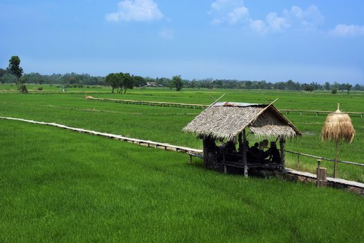 Thatched cottage and wooden path in rice field shown Asian way of life.