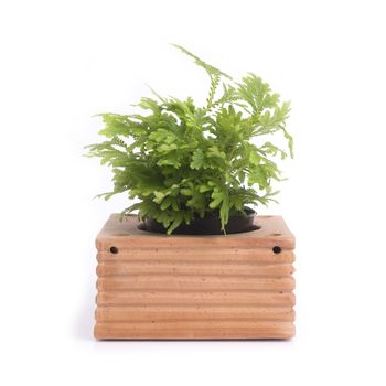 Small fern in clay jardiniere for green decoration on white background.