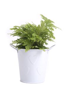 Green fern in small white tin bucket on white background.