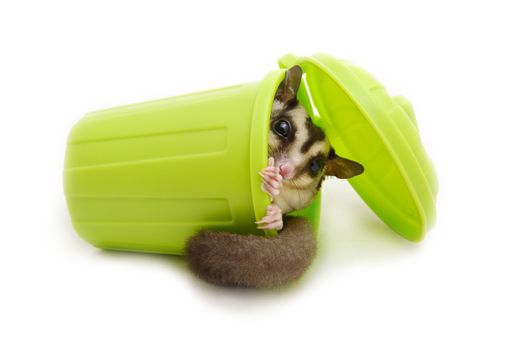 Sugar glider in laying green garbage bin on white background.