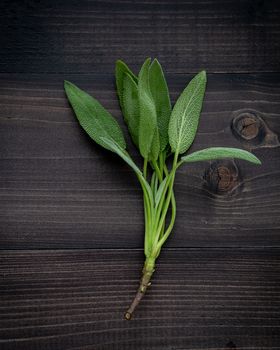 Closeup fresh sage leaves on dark wooden background.